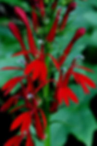 cardinalflower_by_will_stuart_vertical_1024.jpg