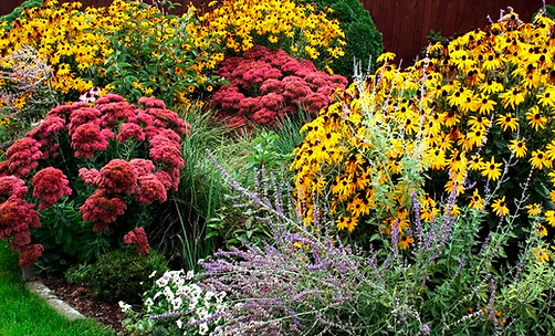 rain garden