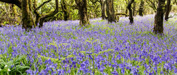 Bluebell Wood