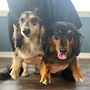 Shannon Review - Moose & Gus_edited.jpg