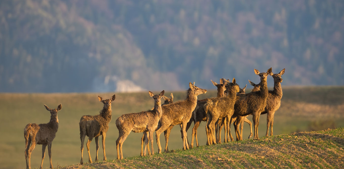 shutterstock_1885870915_edited.jpg