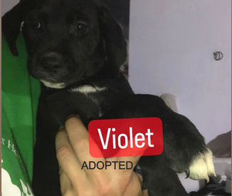 Violet Bridgerton NOV 22_edited.jpg