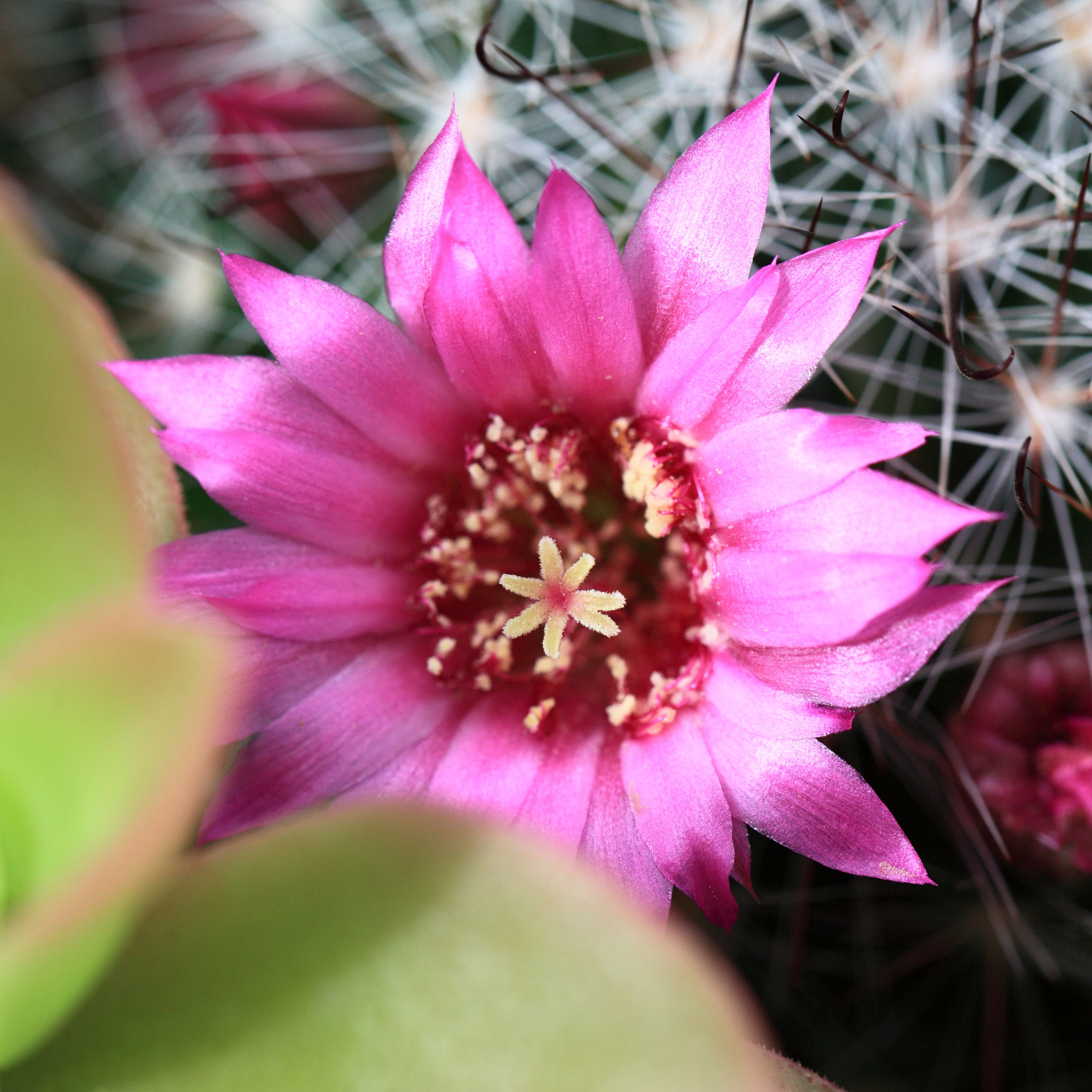 仙人掌花-Cactus flower