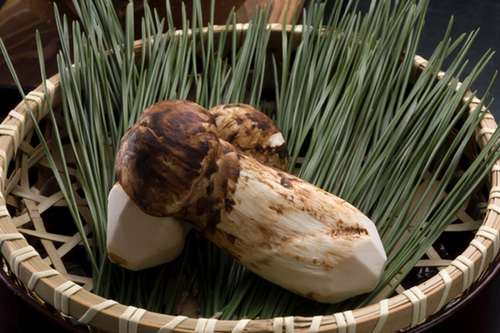 日本松茸菇- Japanese pine mushroom | 千朔生化科技Gian-Shuo