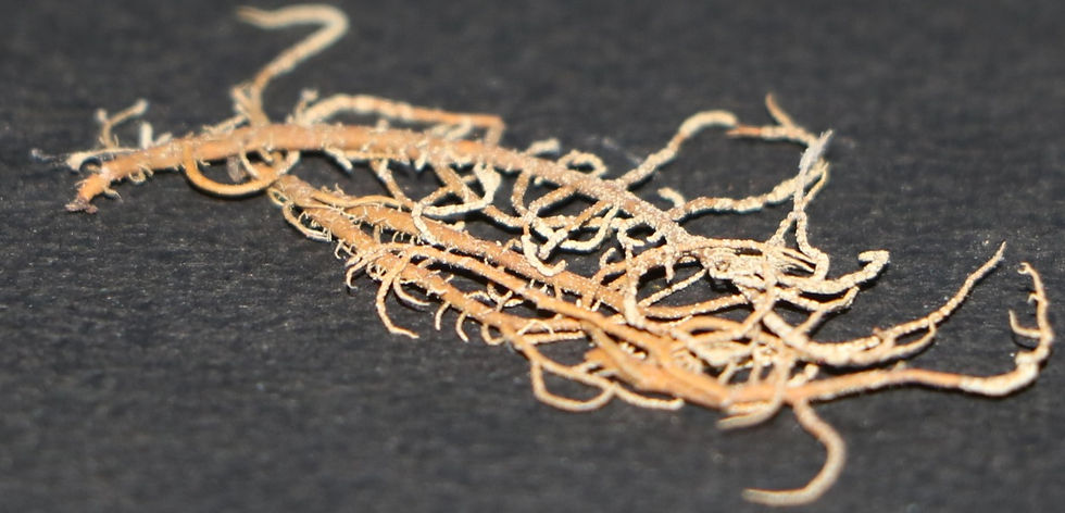 Usnea fragilis Stirt.