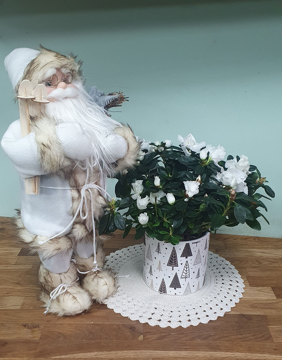 Thumbnail: White Azalia in a pot & Santa figurine