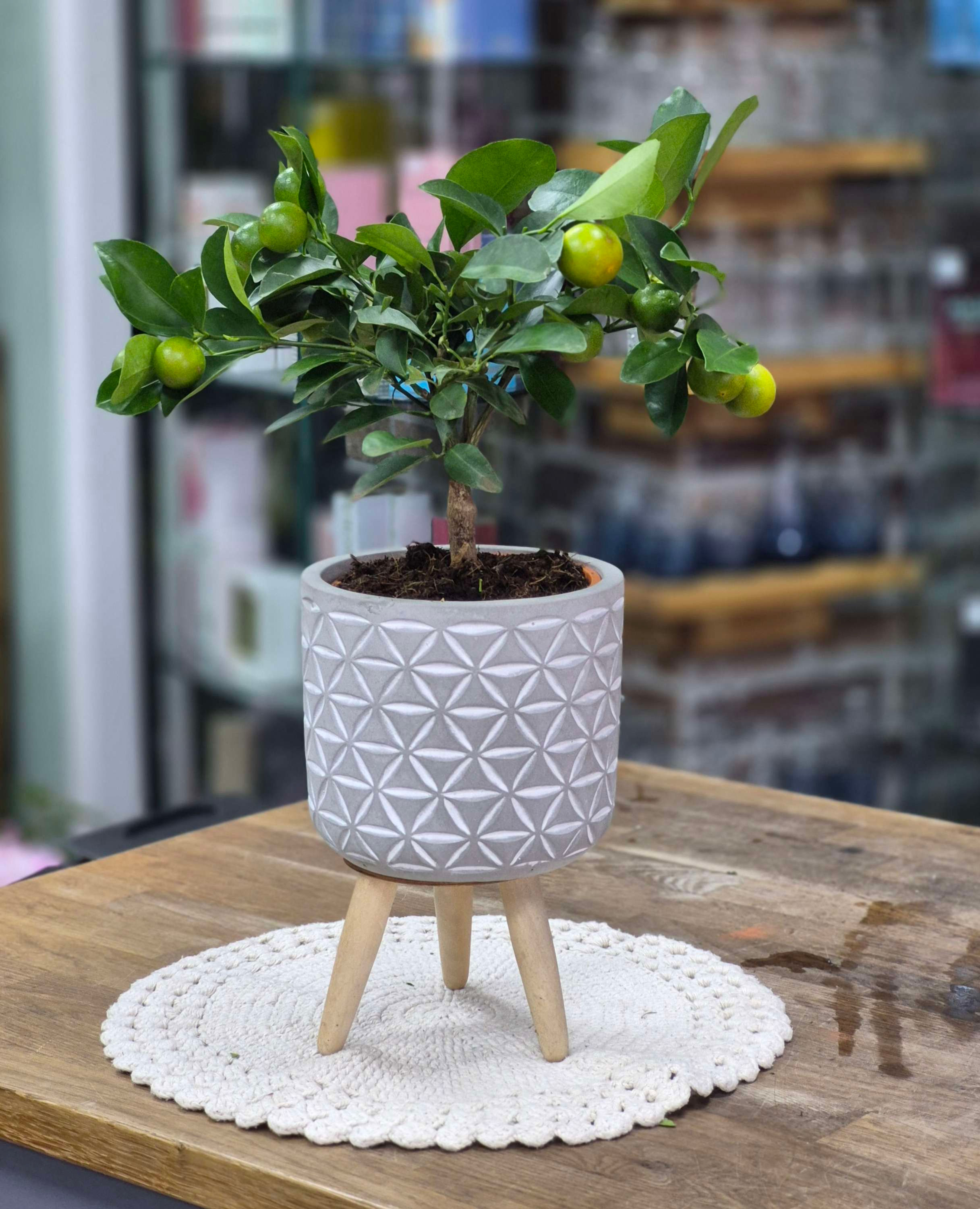 Calamondino in a leggy planter