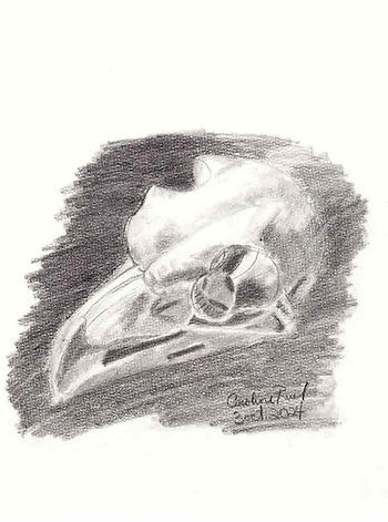 crâne oiseau