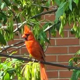 Cardinal rouge sur un fil électrique.