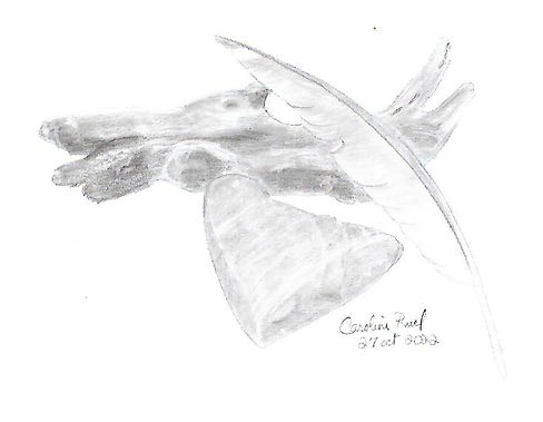 minéral, végétal, animal