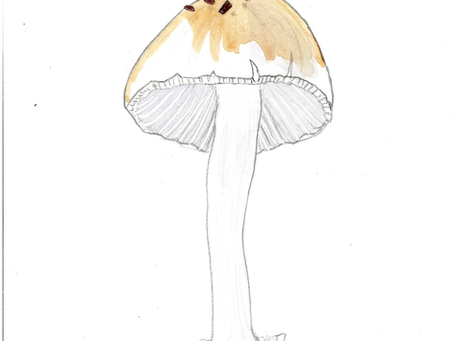 Champignons 3