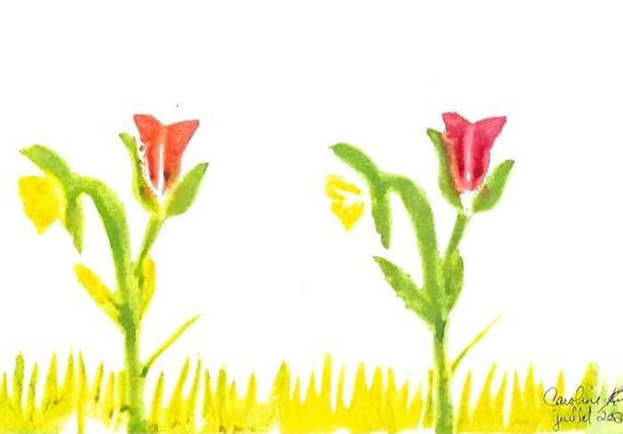 tulipes