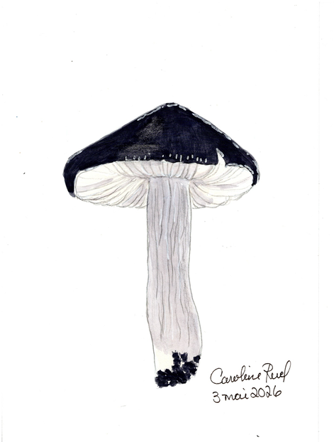 Champignons 2