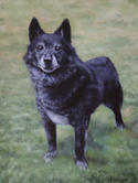 dog portrait, oil painting, commissioned artwork