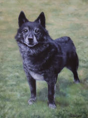 dog portrait, oil painting, commissioned artwork