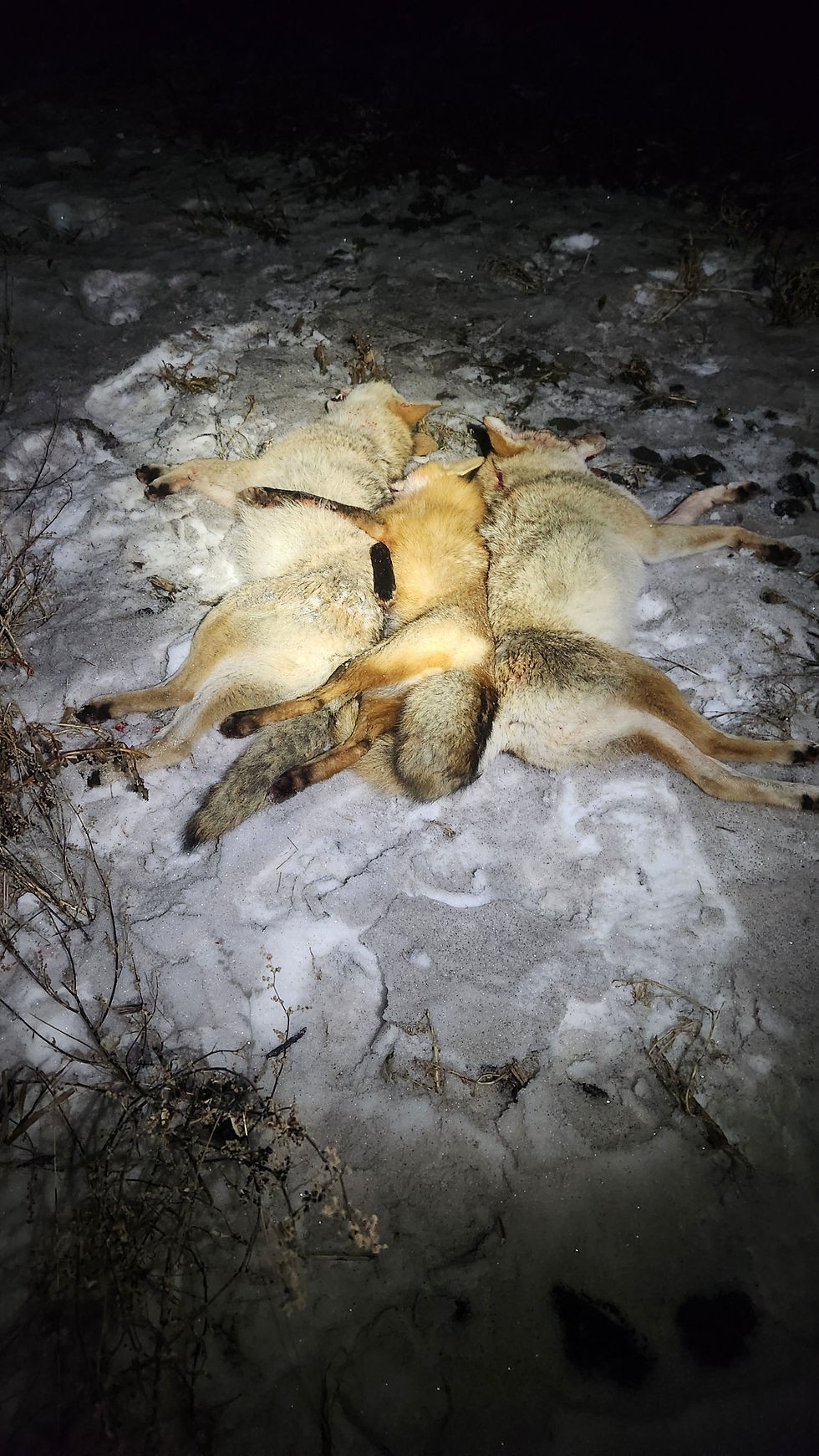 Cat Killers