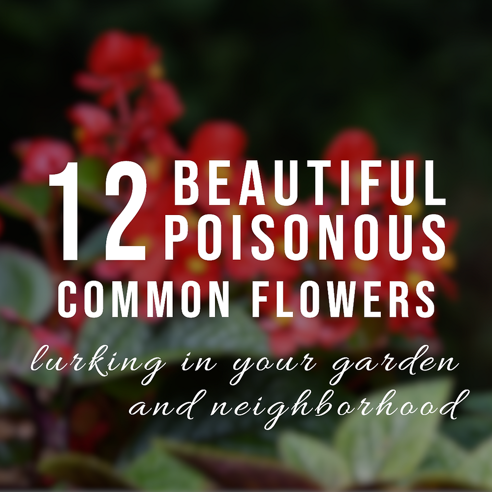 GARDEN FLOWERS POISONOUS TO DOGS