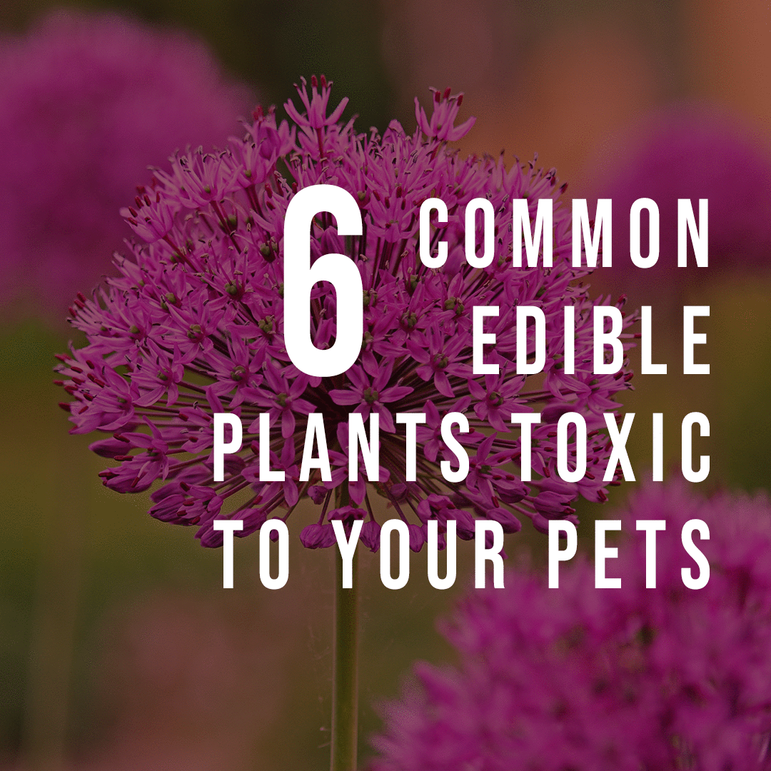 Six Common Edible Plants Toxic to Your Pet
