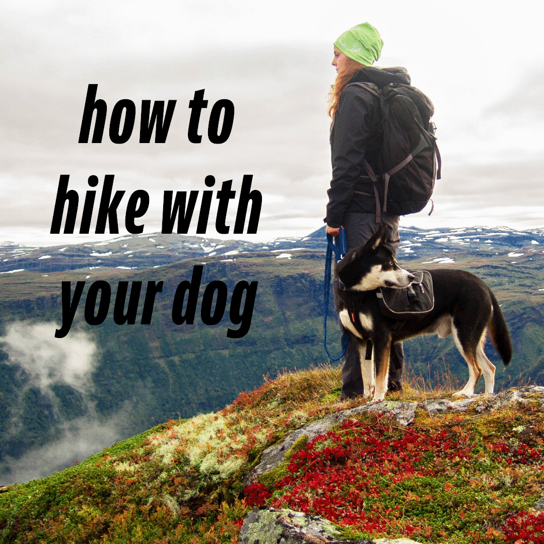 HOW TO HIKE WITH YOUR DOG