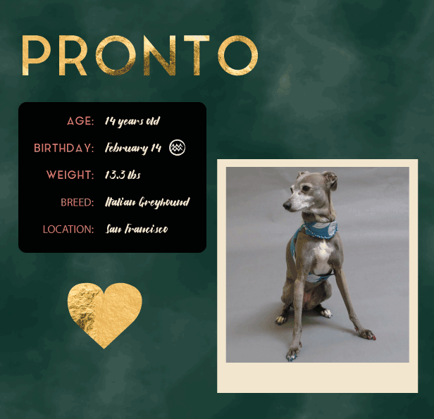 SPOTLIGHT: Pronto the Italian Greyhound