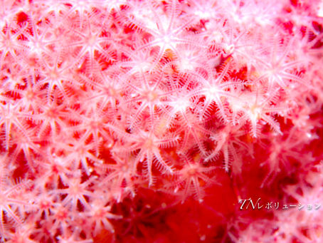 伊東の海にようこそ♪