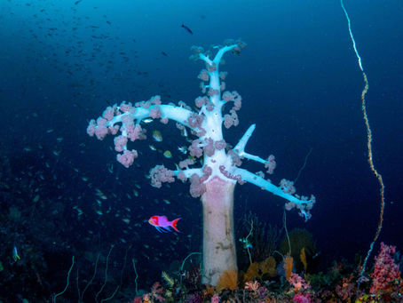 トサカの下で待ち合わせ