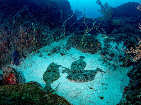 ヒラメの控えめな恋模様