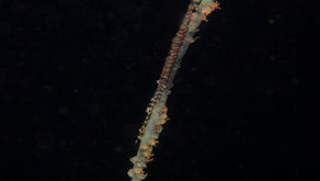 9月21日