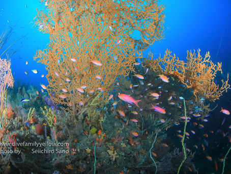 主役はハナダイ!