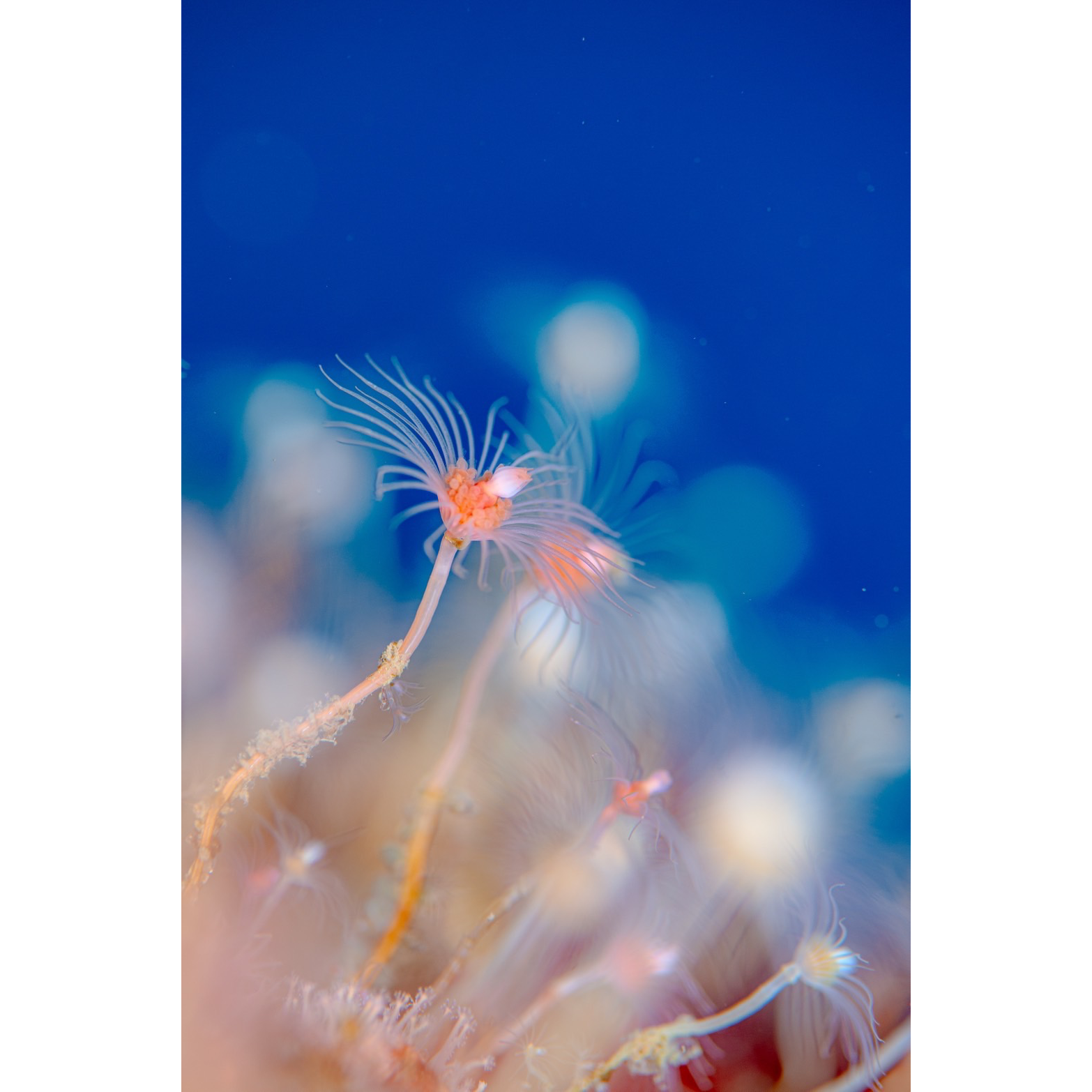 冬の海に咲く花 | yellowhp2