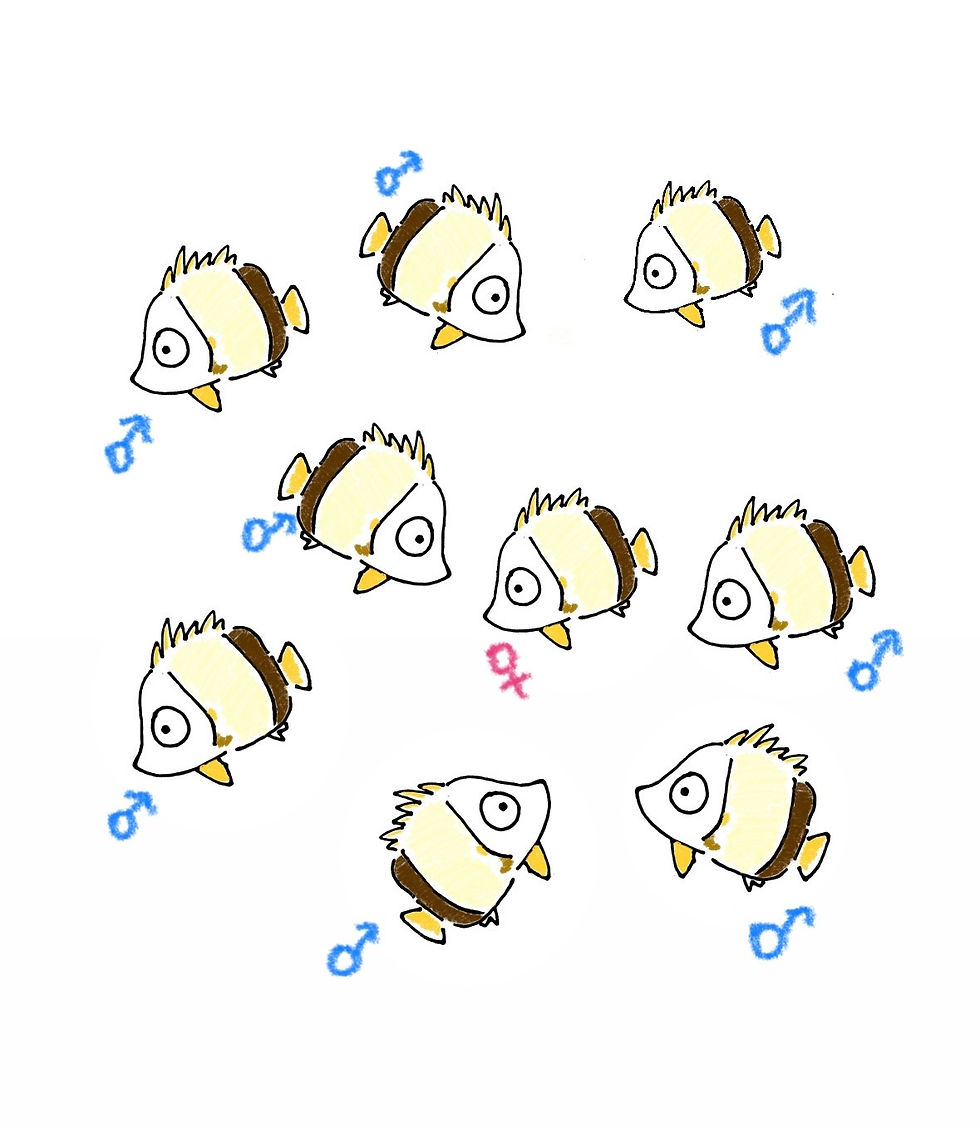 まさかのほぼオス