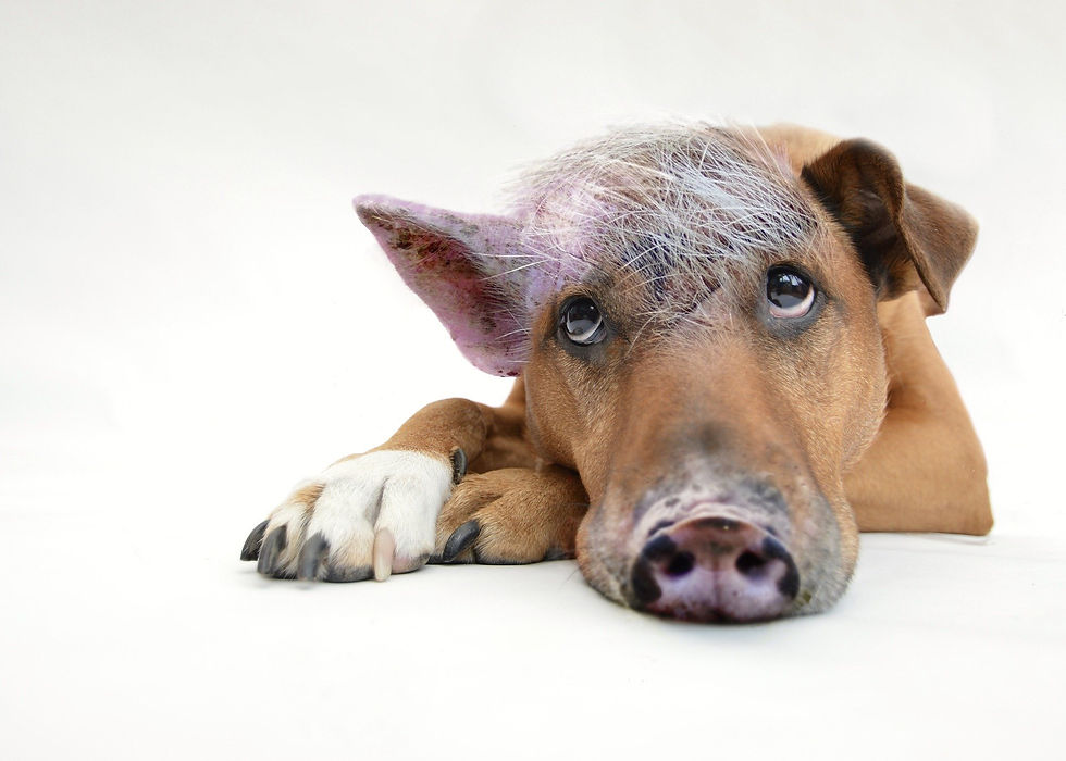 Wer oder was ist mein innerer Schweinehund?