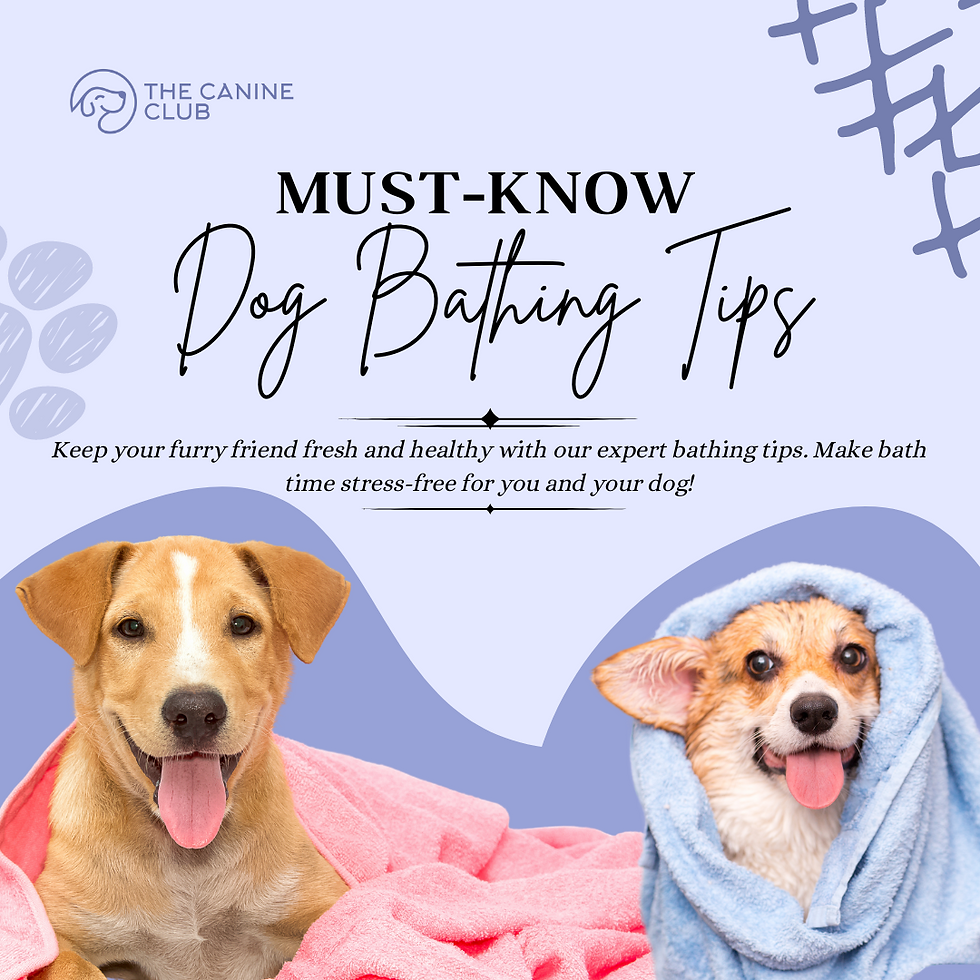 Must-Know Dog Bathing Tips: Ensuring Your Furry Friend Stays Fresh and Relaxed