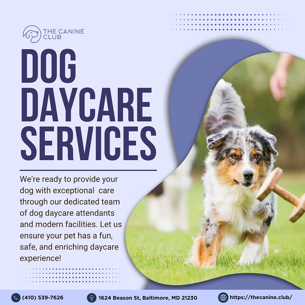 Dog playing. Dog Daycare