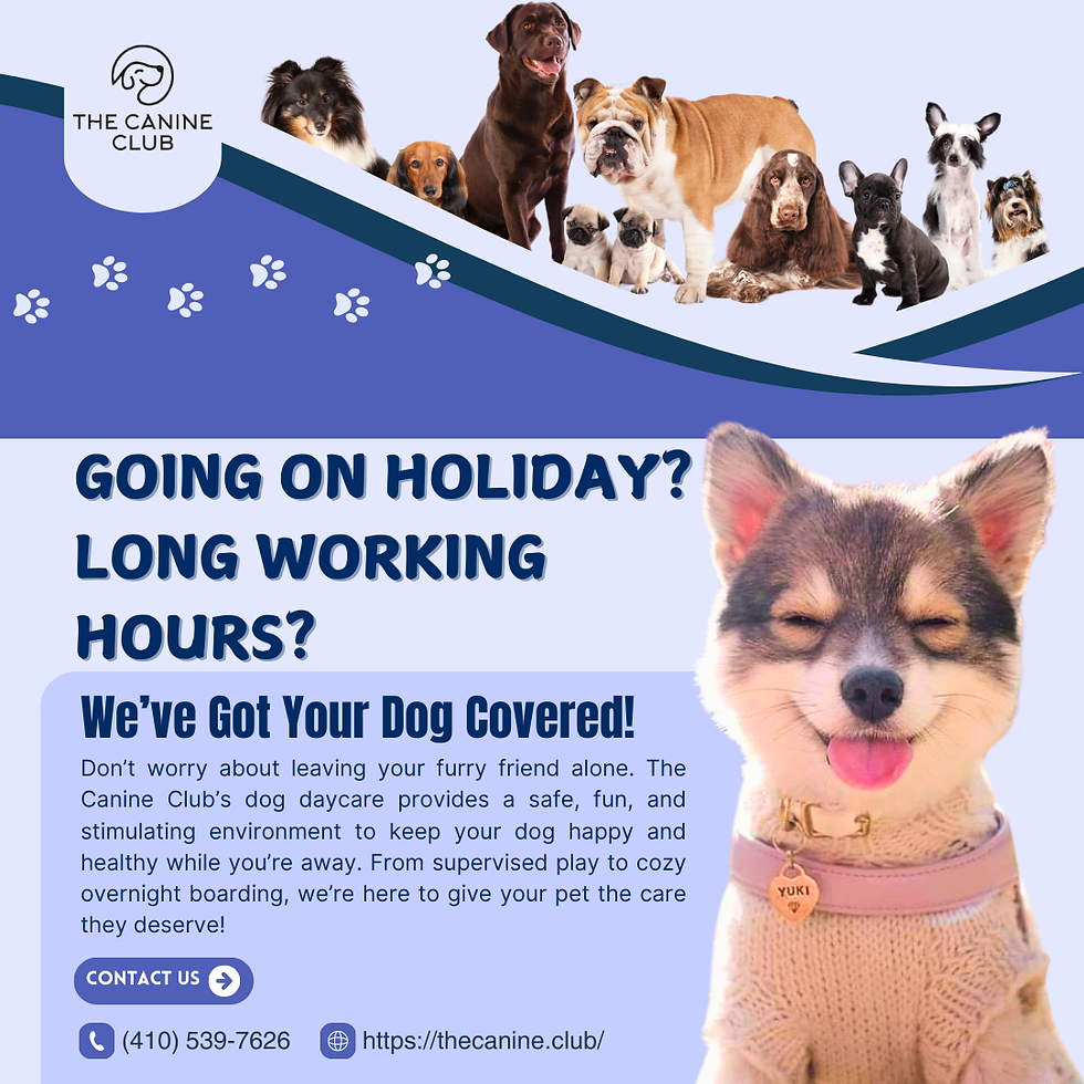 Dog Daycare