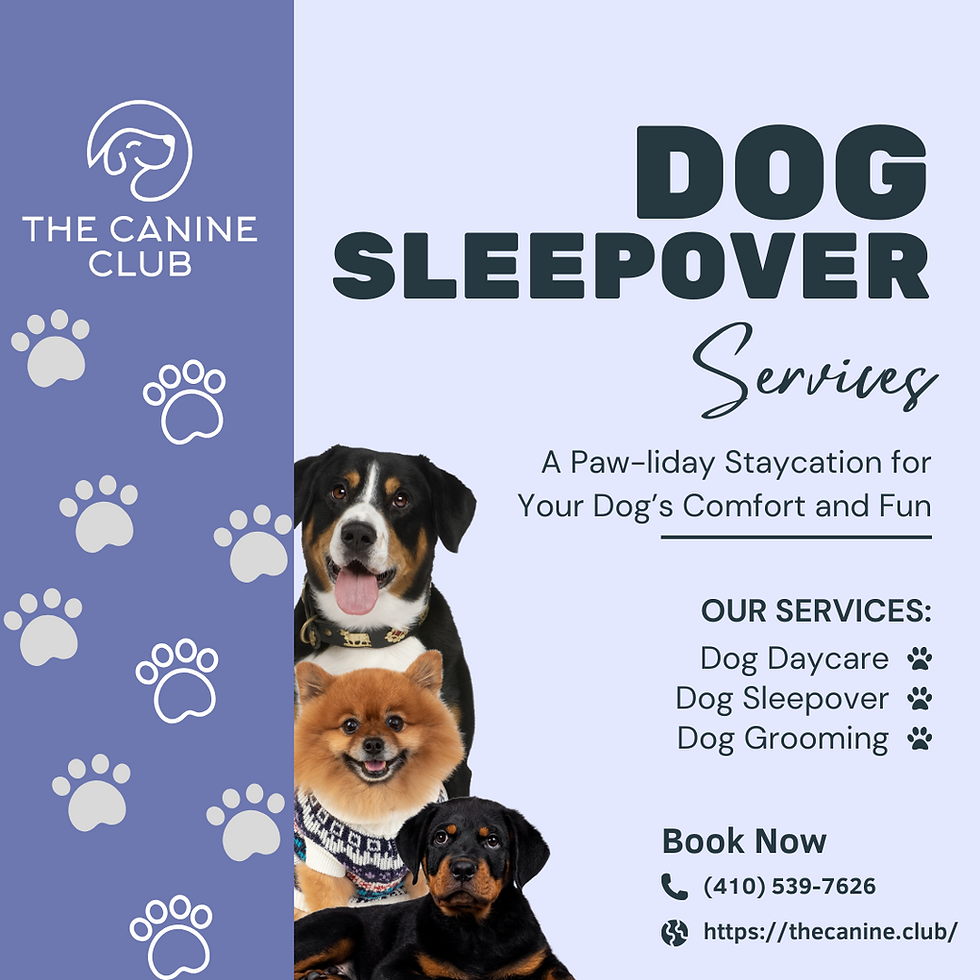 Make Your Dog’s Sleepover a Paw-liday to Remember