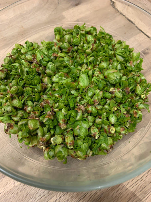 Miniature : GINKGO BILOBA - Ginkgo biloba