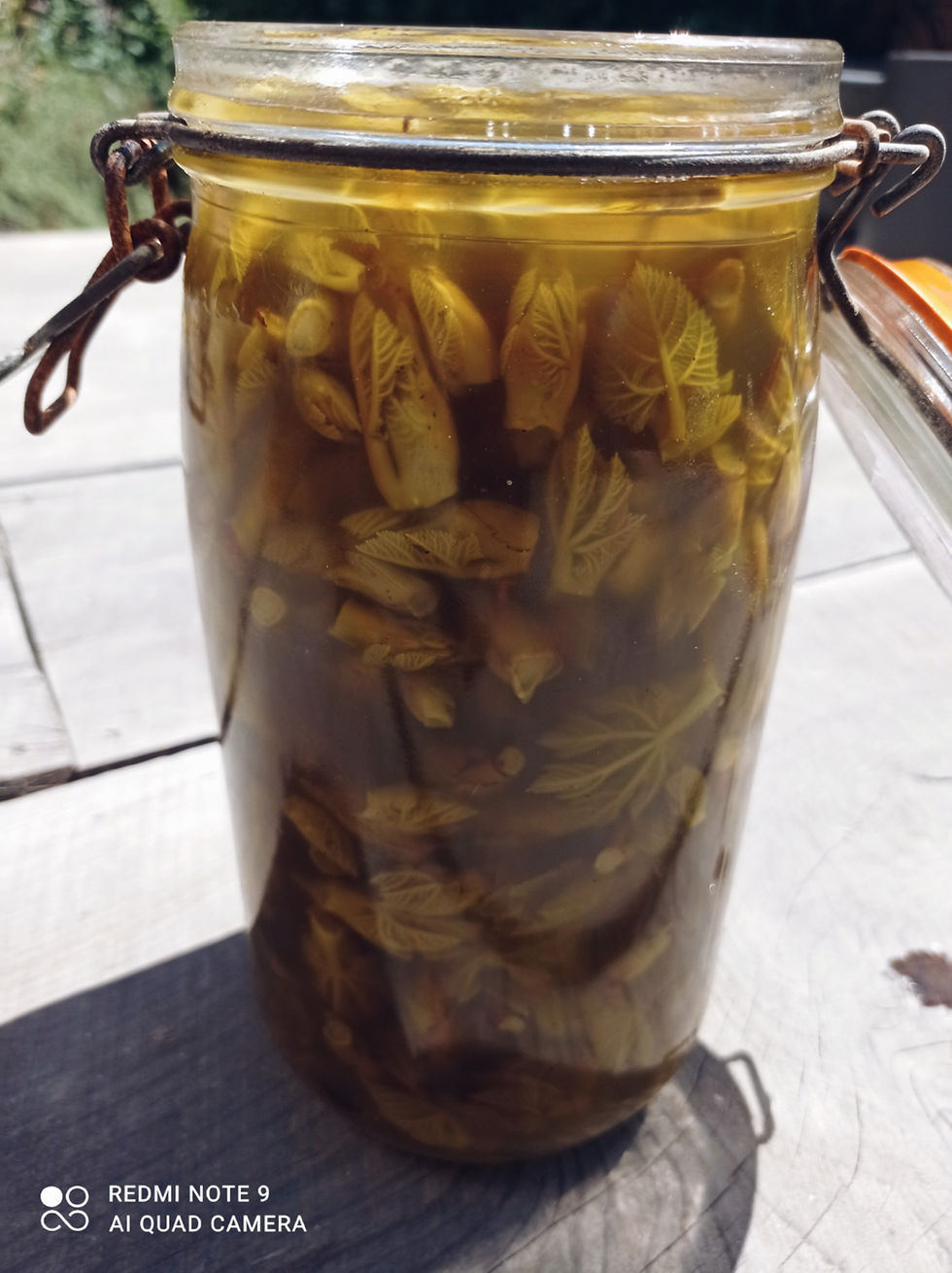 Miniature : FIGUIER - Ficus carica