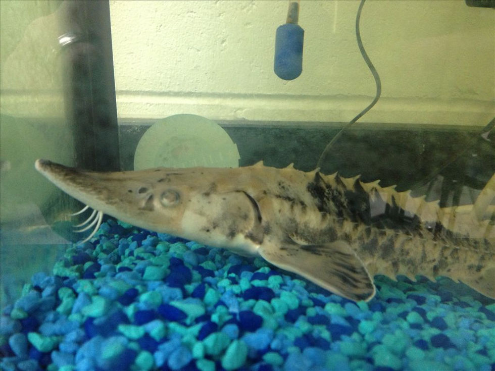 Sturgeon in the Classroom