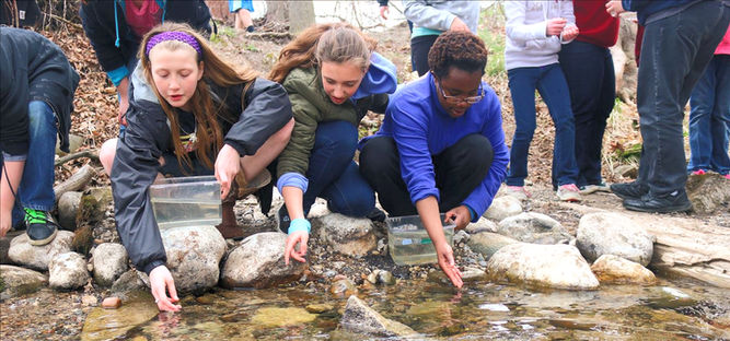 Three students releasing salmon they grew in their classroom