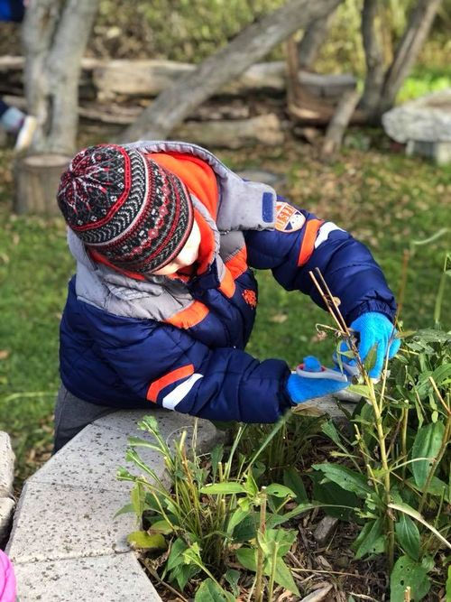 Kindergarten Student Planting in Garden