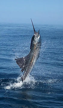 27540314_1536905686407754_80728547037349