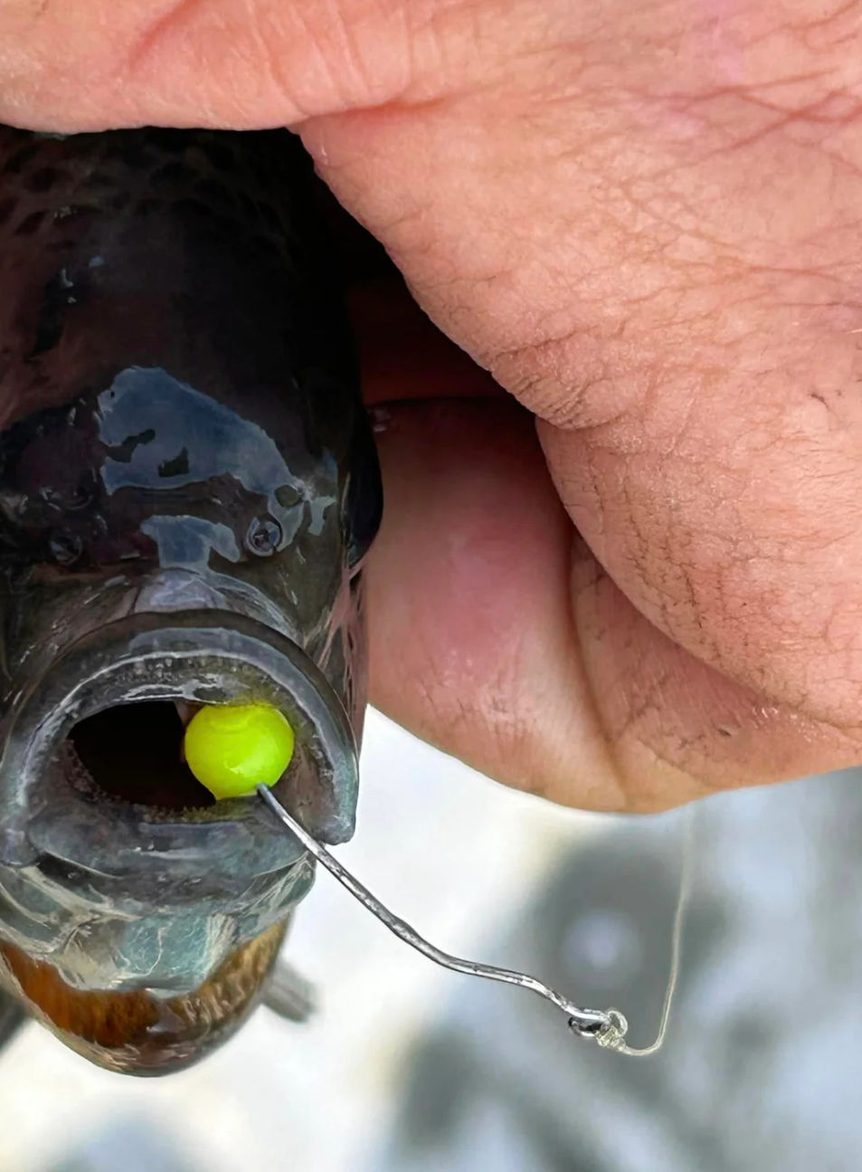 Thumbnail: Ez Drift Reaction Bait Balls