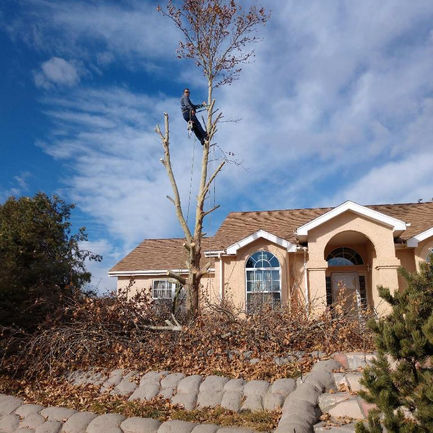 Brothers & Sons Trees - Tree Services