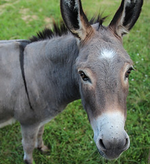 Our Friendly Donkey Waiting to Greet You at the Petting Farm