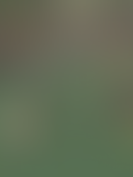 A New Dawn in Avalon