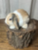 IMG_2765.jpeg