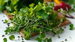 Water cress microgreens