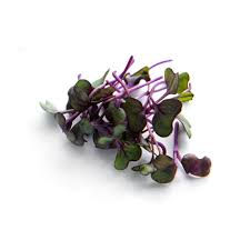 Purple basil microgreens
