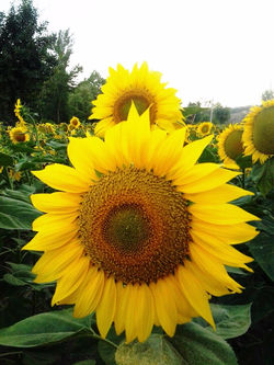 Two Sun flowers_edited